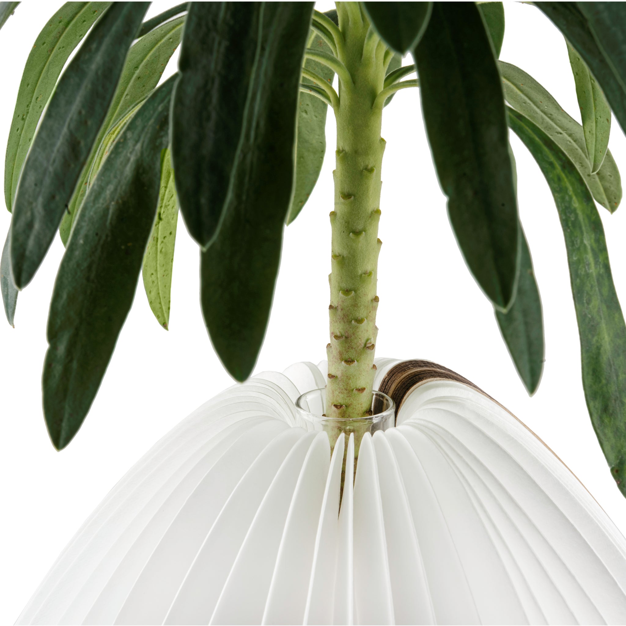 Gingko Smart Vase Light, Walnut